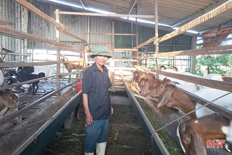 Lão nông ở Nghi Xuân chia sẻ bí quyết làm giàu từ nuôi dê Boer