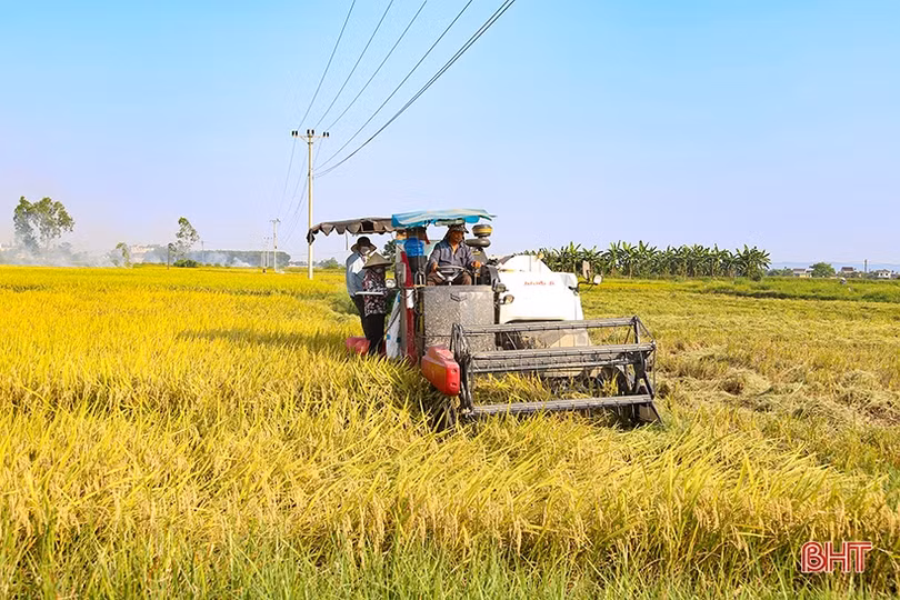 Nông dân Hà Tĩnh tốc lực thu hoạch lúa xuân