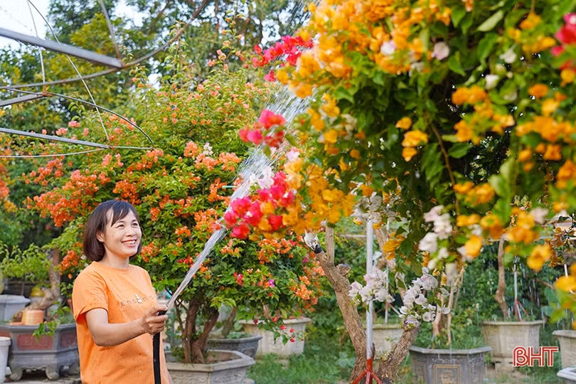 Ngắm dàn hoa giấy rực rỡ nơi miền nông thôn mới Nghi Xuân