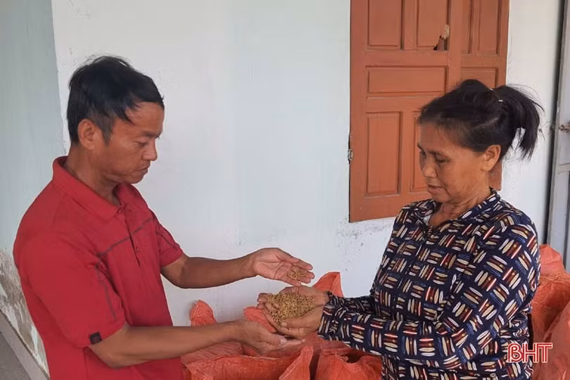 Huyện Kỳ Anh gấp rút triển khai sản xuất vụ hè thu