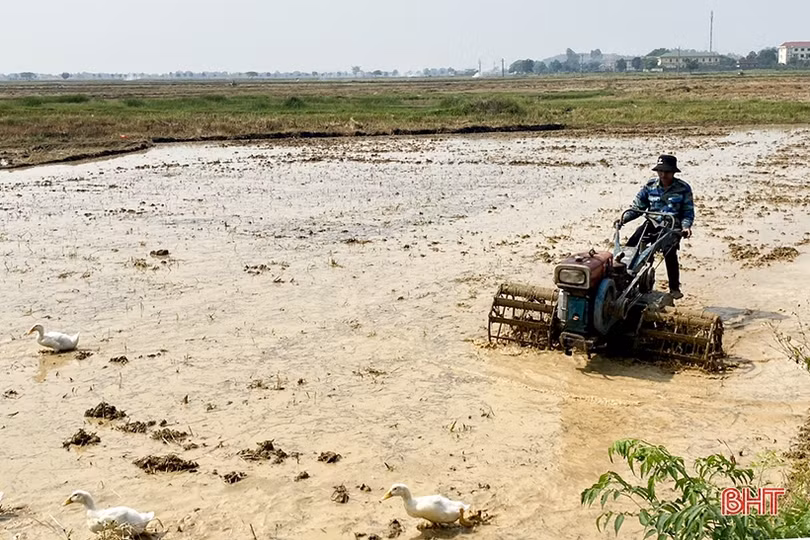 Can Lộc cơ bản hoàn thành thu hoạch lúa xuân 
