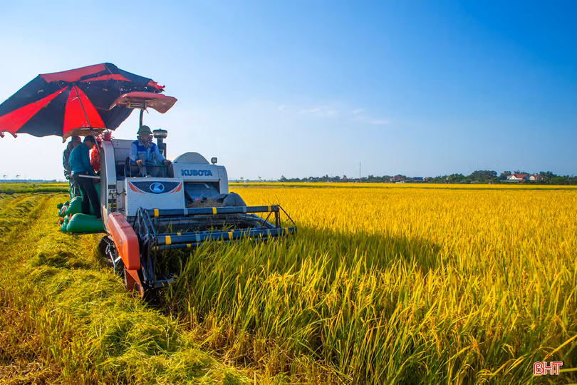 Chủ tịch UBND tỉnh ra công điện đẩy nhanh thu hoạch lúa xuân, triển khai sản xuất vụ hè thu
