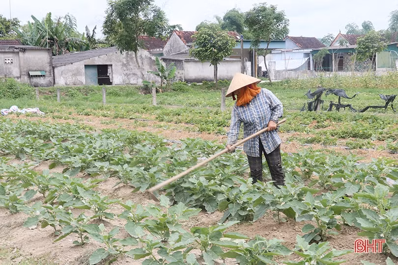 Cà dừa được giá, nông dân Thạch Liên phấn khởi thu hoạch