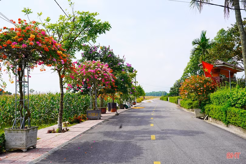 Ngắm dàn hoa giấy rực rỡ nơi miền nông thôn mới Nghi Xuân