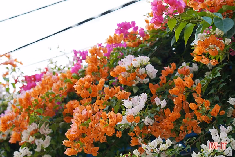 Ngắm dàn hoa giấy rực rỡ nơi miền nông thôn mới Nghi Xuân