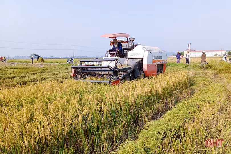 Nông dân Hà Tĩnh tốc lực thu hoạch lúa xuân