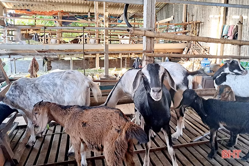 Lão nông ở Nghi Xuân chia sẻ bí quyết làm giàu từ nuôi dê Boer