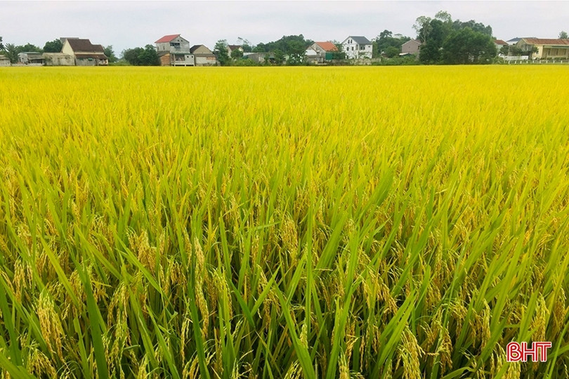 Can Lộc cơ bản hoàn thành thu hoạch lúa xuân