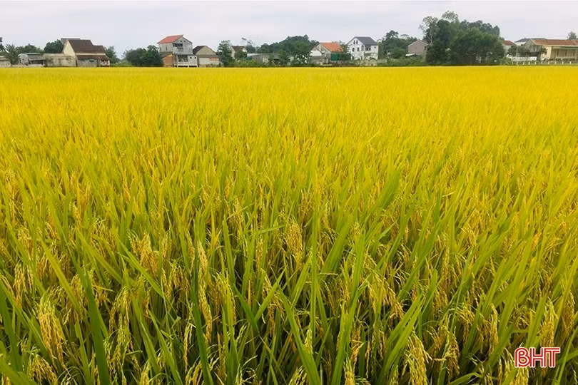 Can Lộc cơ bản hoàn thành thu hoạch lúa xuân 