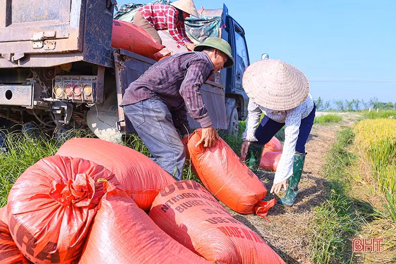 Nông dân Hà Tĩnh tốc lực thu hoạch lúa xuân
