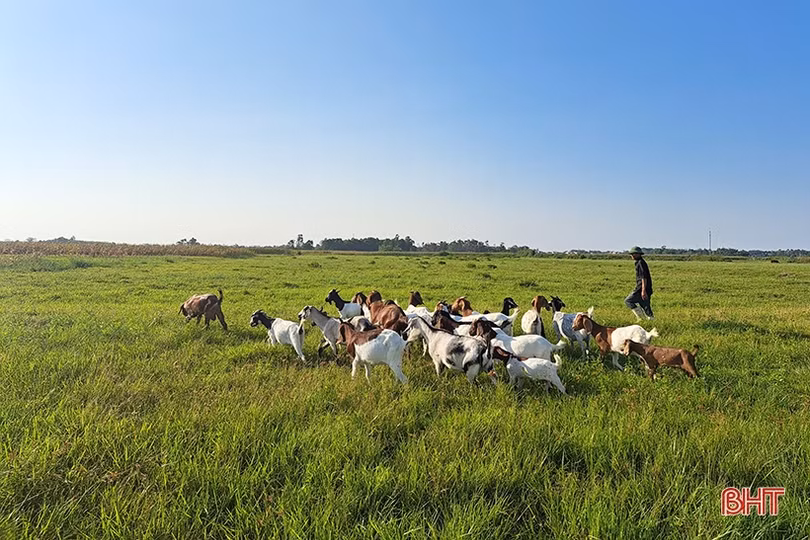 Lão nông ở Nghi Xuân chia sẻ bí quyết làm giàu từ nuôi dê Boer