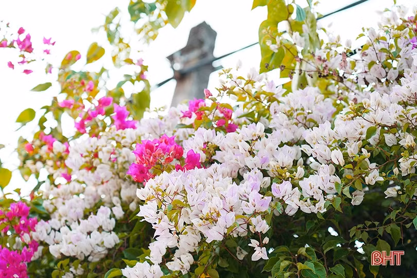 Ngắm dàn hoa giấy rực rỡ nơi miền nông thôn mới Nghi Xuân