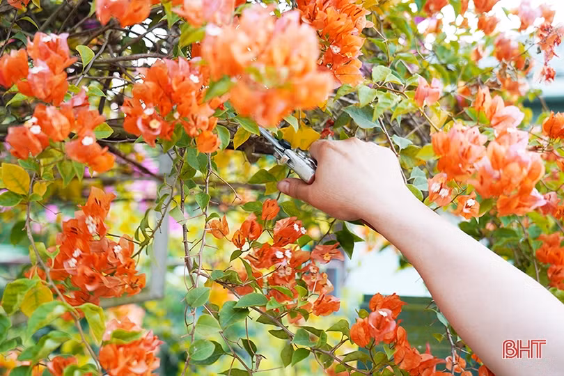 Ngắm dàn hoa giấy rực rỡ nơi miền nông thôn mới Nghi Xuân