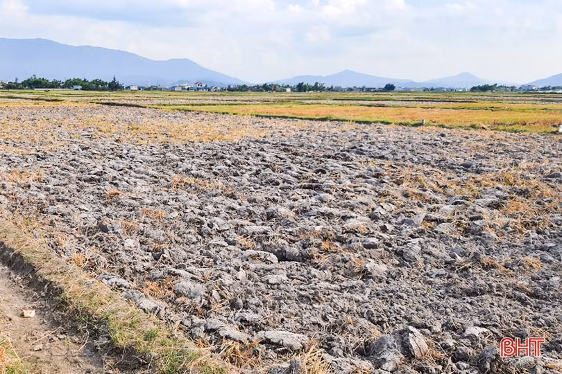 Huyện Kỳ Anh gấp rút triển khai sản xuất vụ hè thu