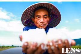 “Thân cò” trên cánh đồng muối