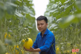 Vườn dưa lưới công nghệ cao trĩu quả ở Đức Thọ