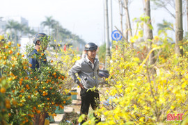 Thị trường cây cảnh ngày 28 Tết: Mai, đào nở rộ "ngóng" khách 
