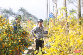 Thị trường cây cảnh ngày 28 Tết: Mai, đào nở rộ "ngóng" khách 