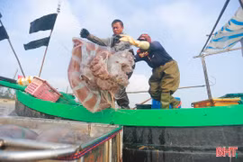 Ngư dân Hà Tĩnh vào mùa đánh bắt sứa biển