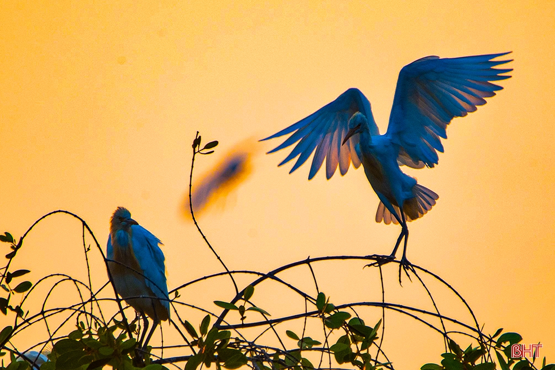 Mê mẩn trước vẻ đẹp đàn cò trong ánh hoàng hôn ở Hà Tĩnh