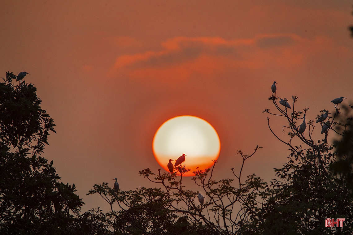 Mê mẩn trước vẻ đẹp đàn cò trong ánh hoàng hôn ở Hà Tĩnh