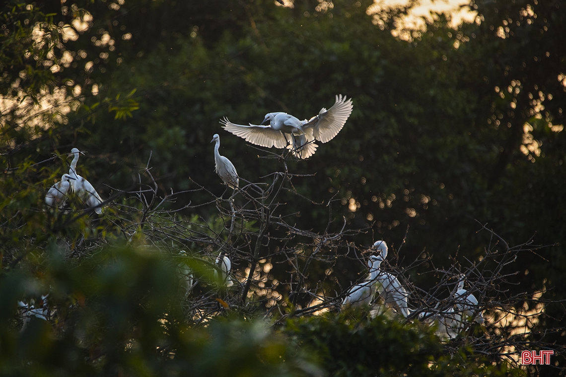 Mê mẩn trước vẻ đẹp đàn cò trong ánh hoàng hôn ở Hà Tĩnh