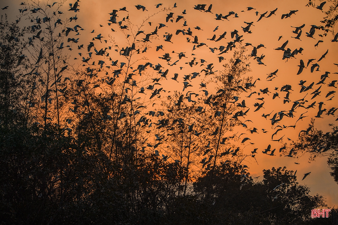 Mê mẩn trước vẻ đẹp đàn cò trong ánh hoàng hôn ở Hà Tĩnh