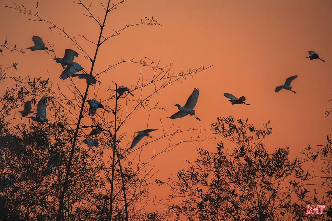 Mê mẩn trước vẻ đẹp đàn cò trong ánh hoàng hôn ở Hà Tĩnh