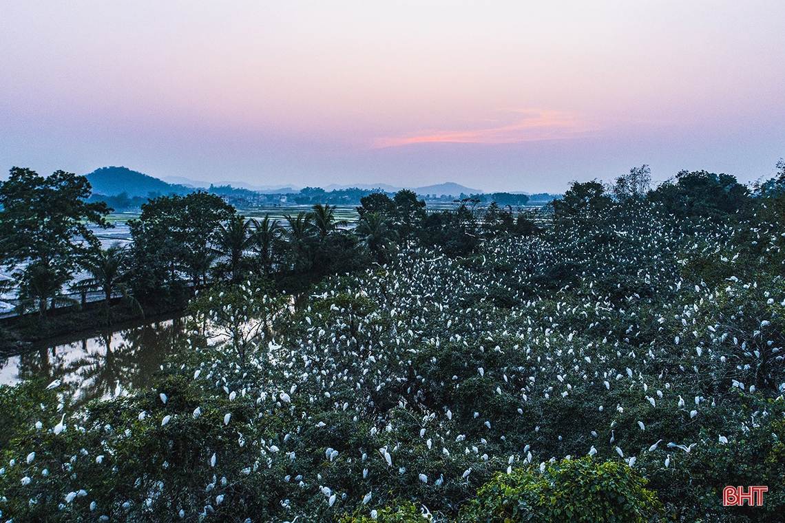 Mê mẩn trước vẻ đẹp đàn cò trong ánh hoàng hôn ở Hà Tĩnh
