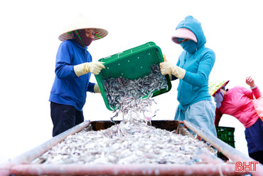 Được mùa cá cơm, làng biển phía Nam Hà Tĩnh rộn ràng vụ sản xuất mới