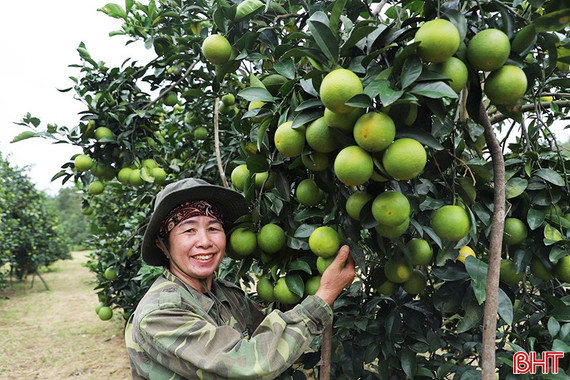 Cam Thượng Lộc được mùa, được giá