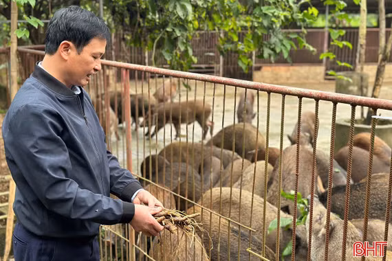 Đặc sản nuôi ở Hà Tĩnh sớm “cháy hàng”