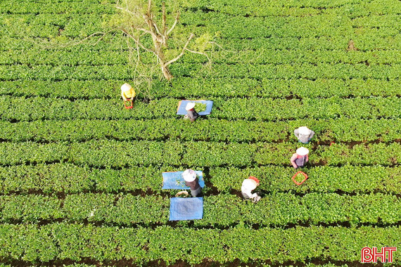 Chè Hà Tĩnh "ách tắc" đường xuất khẩu vì ảnh hưởng chiến sự ở Iran