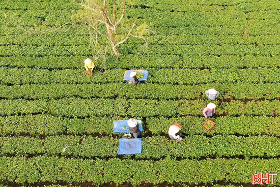 Chè Hà Tĩnh "ách tắc" đường xuất khẩu vì ảnh hưởng chiến sự ở Iran