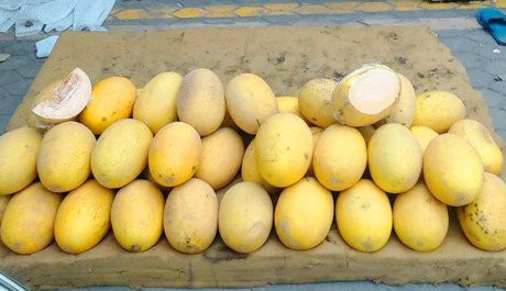 Dưa lưới vàng Trung Quốc có hình dáng thon dài giống hình dáng loại dưa hấu hắc mỹ nhân 11 000 tan dua vang trung quoc dan viet trang mieng het veo