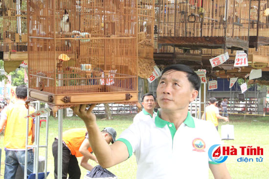 chim chao mao dua tieng