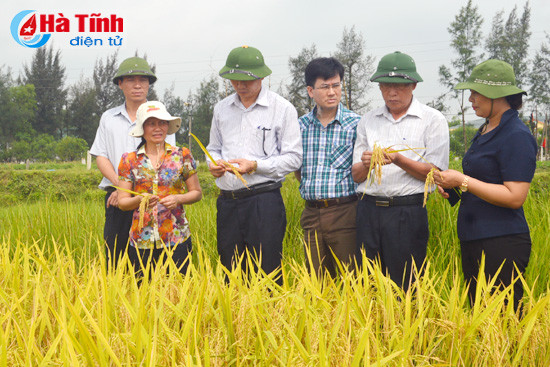 chu trong loc dong de co nguon giong tot phuc vu san xuat