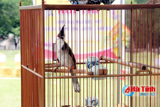 chim chao mao dua tieng