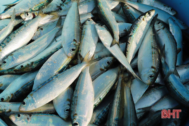 Cá trích được giá, ngư dân Nghi Xuân thu tiền triệu sau mỗi chuyến ra khơi