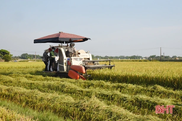 Hối hả thu hoạch lúa xuân ở Lộc Hà 