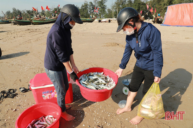 Cá trích được giá, ngư dân Nghi Xuân thu tiền triệu sau mỗi chuyến ra khơi