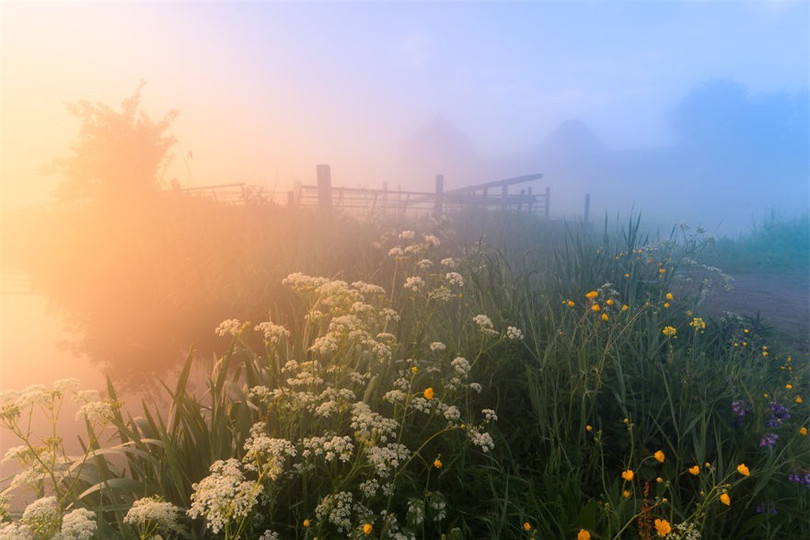 Làng cối xay gió ở Hà Lan chìm trong sương mù huyền ảo như cổ tích