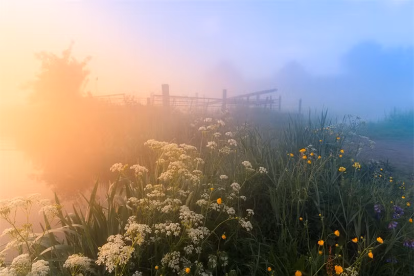 Làng cối xay gió ở Hà Lan chìm trong sương mù huyền ảo như cổ tích