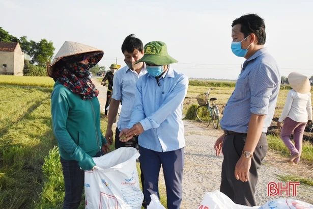 Hối hả thu hoạch lúa xuân ở Lộc Hà 