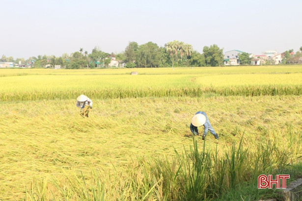 Hà Tĩnh bắt đầu thu hoạch vụ lúa xuân 2021