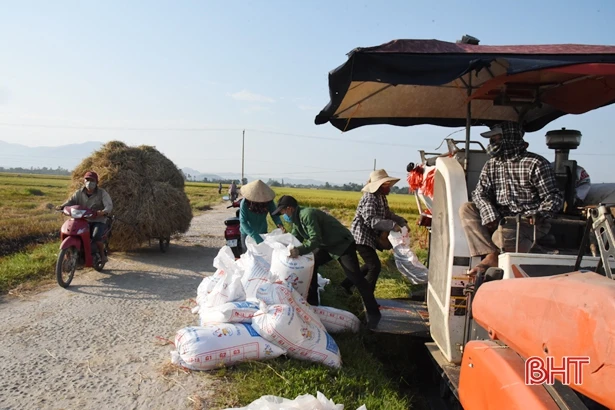 Hối hả thu hoạch lúa xuân ở Lộc Hà 