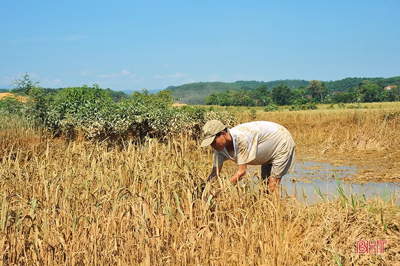 Huyện miền núi Hà Tĩnh mất trắng hơn 100 ha lúa xuân do lũ trái mùa