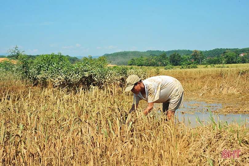 Huyện miền núi Hà Tĩnh mất trắng hơn 100 ha lúa xuân do lũ trái mùa