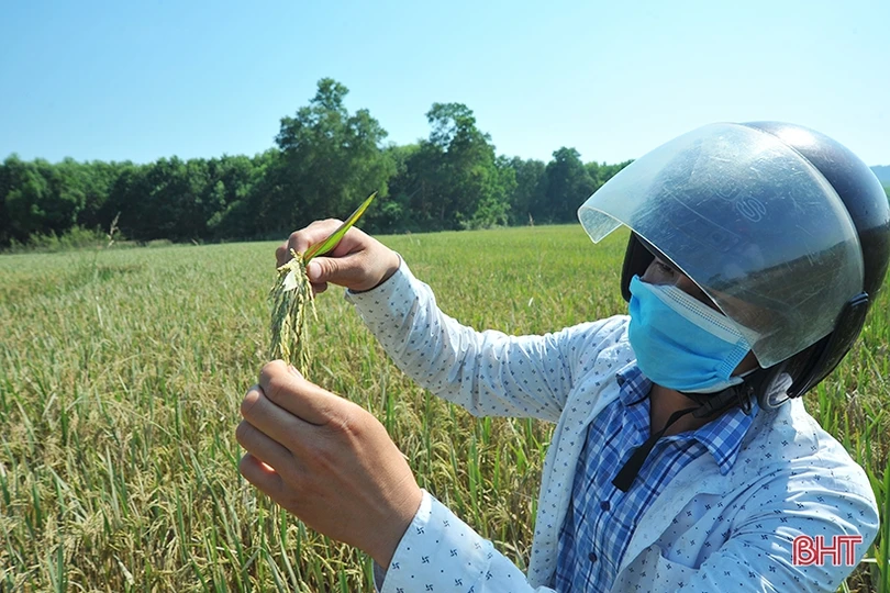 Huyện miền núi Hà Tĩnh mất trắng hơn 100 ha lúa xuân do lũ trái mùa