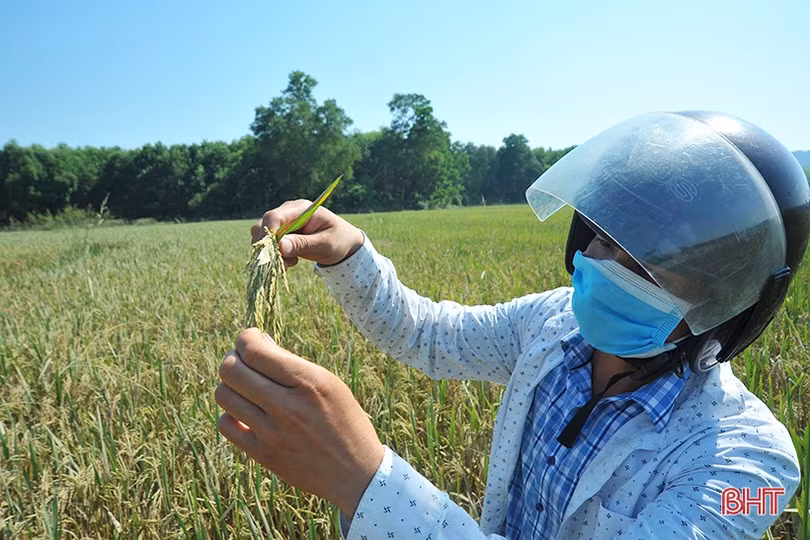 Huyện miền núi Hà Tĩnh mất trắng hơn 100 ha lúa xuân do lũ trái mùa